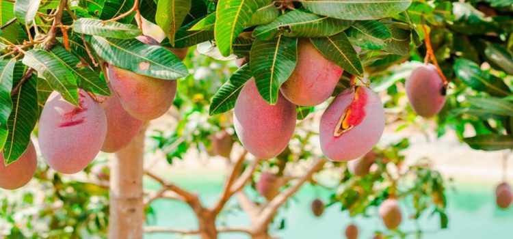 Prometen mantener el precio base del mango en Sinaloa
