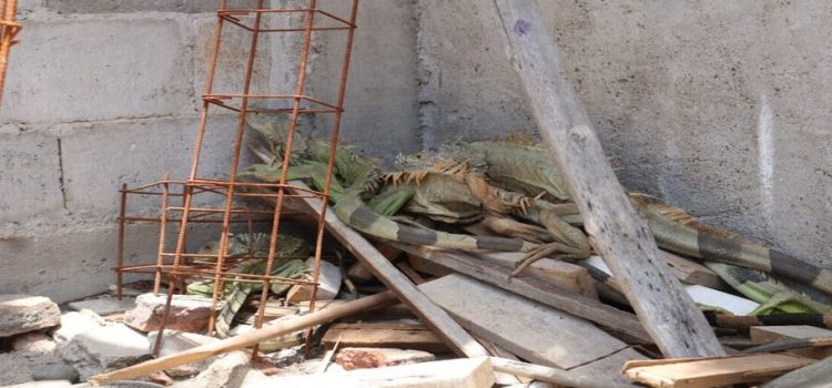 Rescatan a iguanas deshidratadas por altas temperaturas