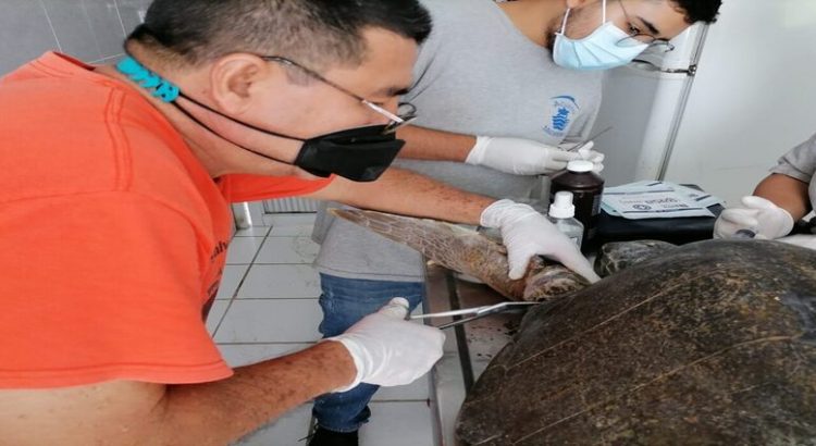 Ingresan al Acuario de Mazatlán dos tortugas heridas