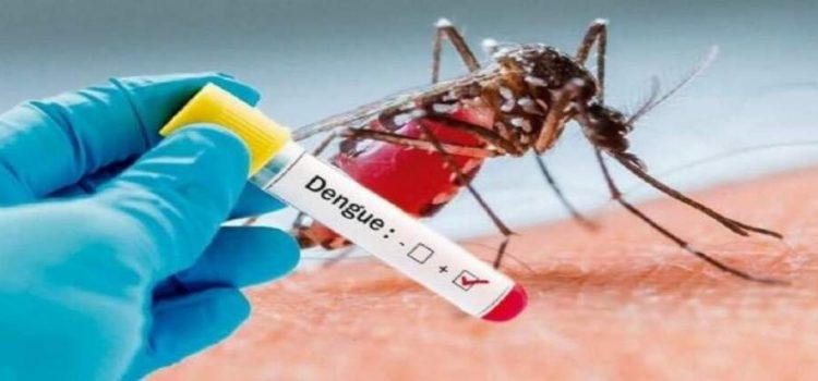 Al alza los casos de dengue en la entidad Al alza los casos de dengue en la entidad