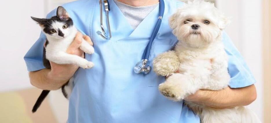 Campaña de esterilización gratuita para perros y gatos