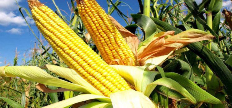 El gobernador planea incrementar la producción de maíz en el estado