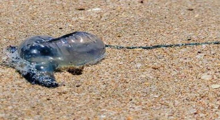 Reportan la presencia de quemadores en playas de Mazatlán