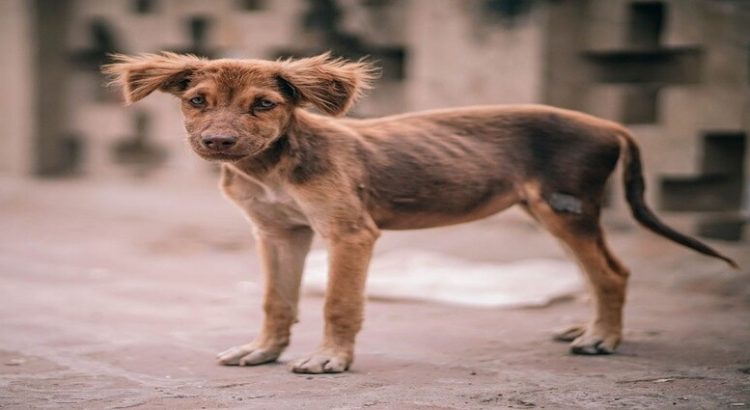 El 50% de los casos que atiende Ecología y Medio Ambiente son por maltrato animal