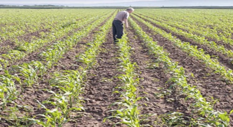 Conagua emite alerta para que módulos de riego disminuyan la superficie de siembra de maíz