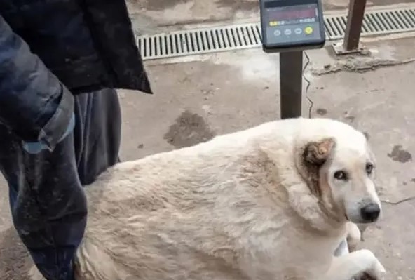 Ponen a dieta a lomito callejero