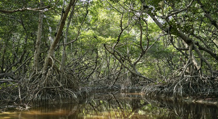 Google y WWF crean proyecto que favorecerá manglares en Yucatán y Nararit