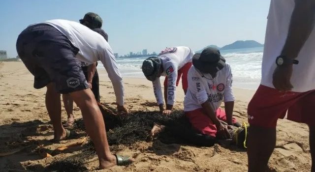 Capturan a cocodrilo en la zona de playa Cerritos