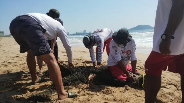 Capturan a cocodrilo en la zona de playa Cerritos