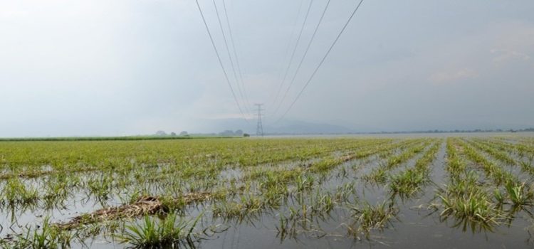 Bacteria causa un 40% de daño a los cultivos de hortalizas en Mazatlán