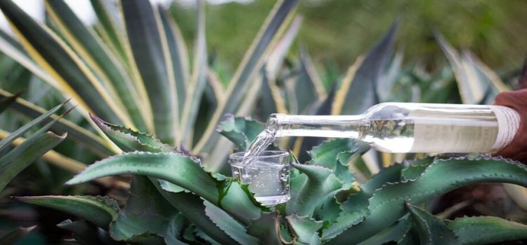 En Mazatlán, productores de agave buscan la certificación de mezcal artesanal