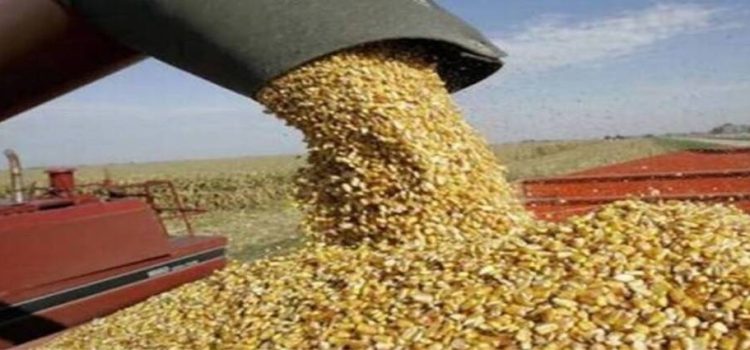 El gobierno de Sinaloa amplía a 750 mil toneladas el programa de compra de maíz