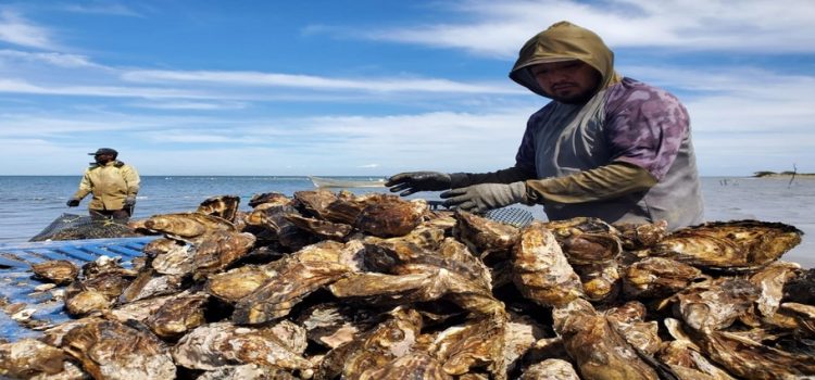 Ostioneros de Sinaloa afectados por las baja de ventas, tras el paso de ‘Otis’ en Guerrero