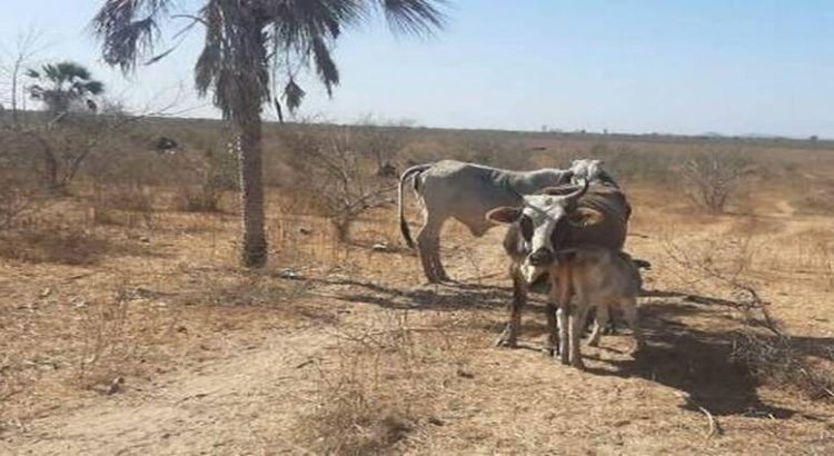 Ganaderos de la sierra de Mazatlán continúan afectados por la sequía