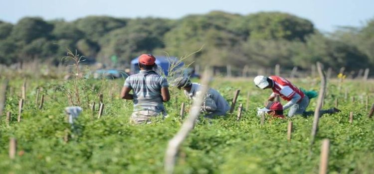 Agricultores de Mazatlán prevén un buen cierre de año