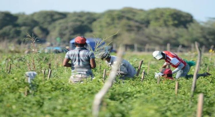 Agricultores de Mazatlán prevén un buen cierre de año