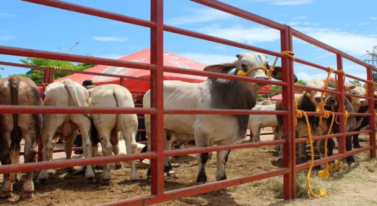 Ganaderos del norte del estado, venden hasta el 100% de sus animales por falta de alimentos