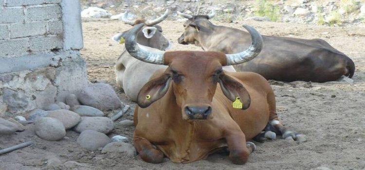 El norte de Sinaloa presenta problemas de garrapata en el ganado