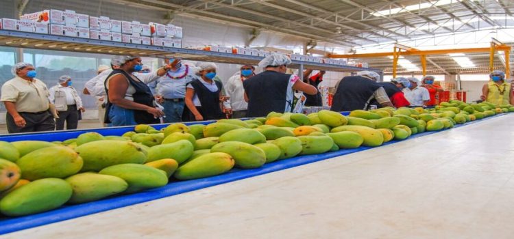 Sinaloa es el principal productor de mango del país