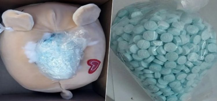 GN encuentra mil pastillas de fentanilo ocultas en un peluche