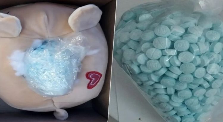 GN encuentra mil pastillas de fentanilo ocultas en un peluche