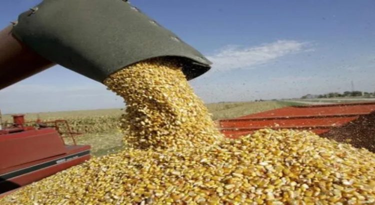 Sinaloa tiene una reserva estratégica alimentaria de 700 mil toneladas de maíz