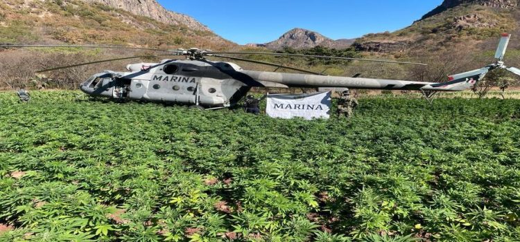 Marina localiza y destruyen cinco plantíos de mariguana en Sinaloa