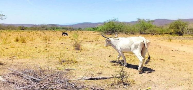 Bajo nivel de agua de los pozos agrava la sequía en la zona rural de Mazatlán