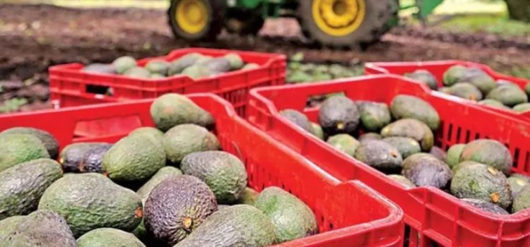 Reanudan exportaciones de aguacate michoacano a Estados Unidos