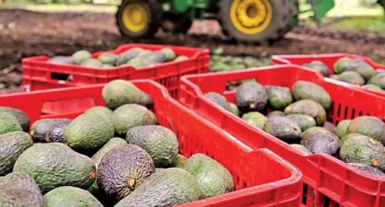 Reanudan exportaciones de aguacate michoacano a Estados Unidos