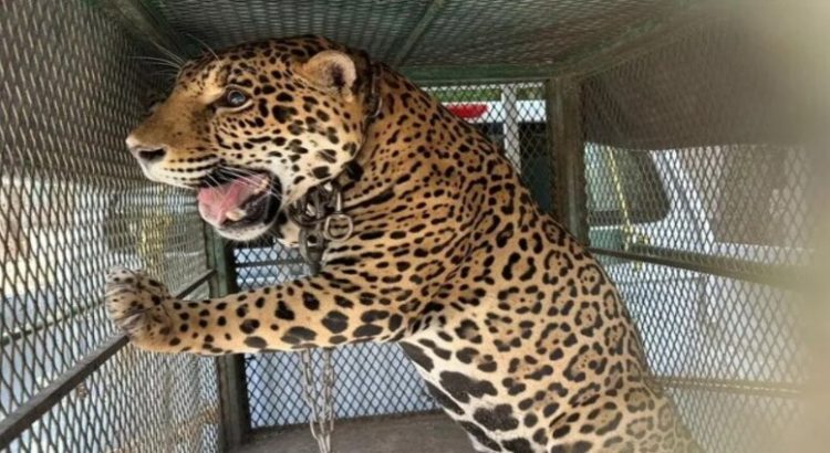 Rescatan a jaguar de maltrato animal en Sinaloa