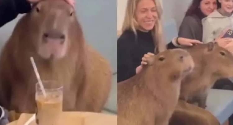 La polémica detrás de los cafés con capibaras: ¿entretenimiento o explotación animal?