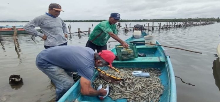 Pesca ribereña en Sinaloa afectada por falta de apoyos oficiales