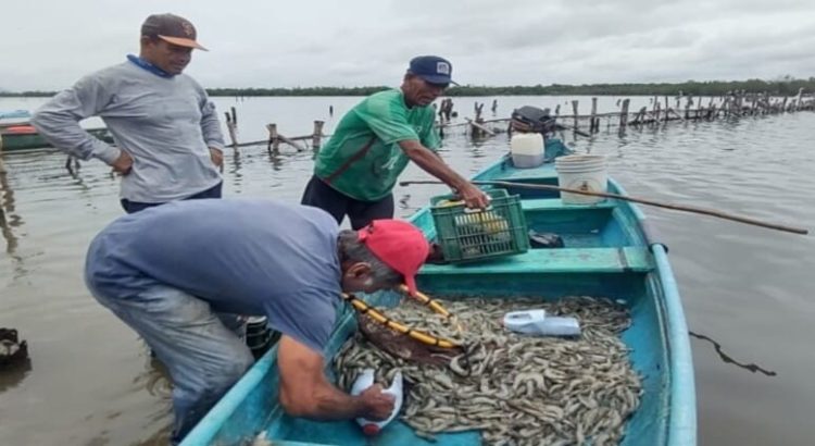 Pesca ribereña en Sinaloa afectada por falta de apoyos oficiales