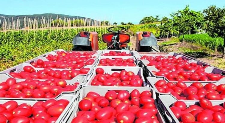 Sinaloa segundo lugar en exportación agropecuaria en segundo trimestre