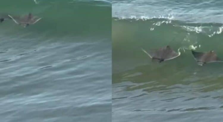 Turistas captan mantarrayas nadando a la orilla del mar en Mazatlán