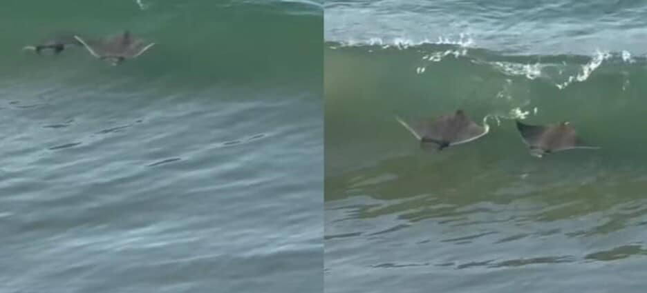 Turistas captan mantarrayas nadando a la orilla del mar en Mazatlán