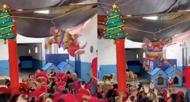 Refugio organiza «perri posada» con piñata llena de salchichas