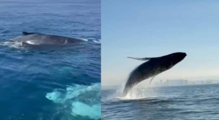 Ballenas sorprenden a turistas en Mazatlán