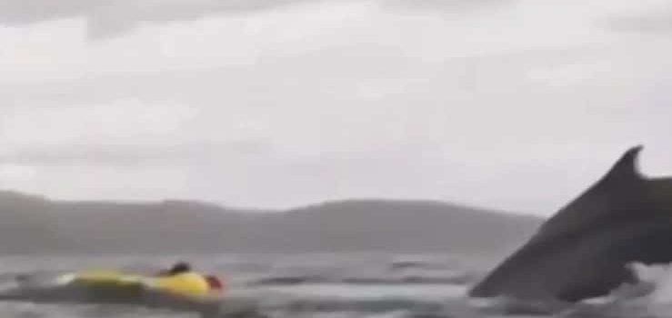 Se lo tragó una ballena … y sobrevivió para contarlo