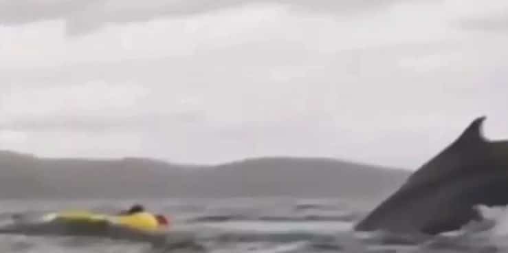 Se lo tragó una ballena … y sobrevivió para contarlo