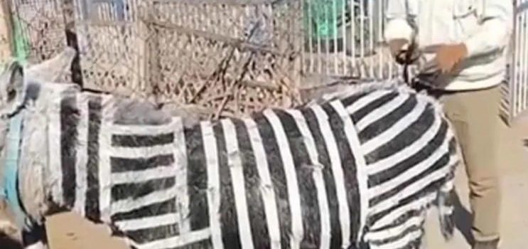 Zoológico dio a sus visitantes burro por cebra