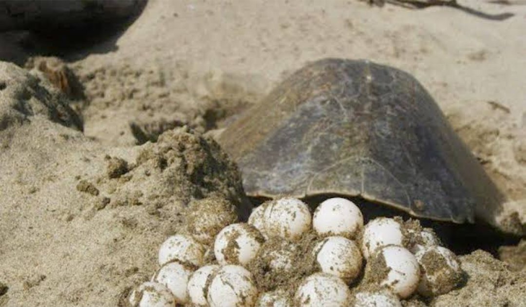Se pierden 16 mil huevos de tortuga en santuario de Mazatlán por condiciones climáticas