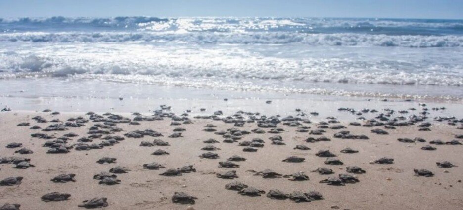 Playa El Verde Camacho en Mazatlán obtiene certificación internacional “Playa Limpia Platino”