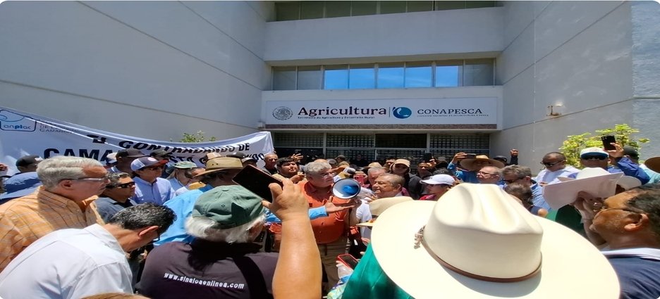 Productores de camarón convocan marcha y plantón en Mazatlán para exigir freno a importaciones y contrabando