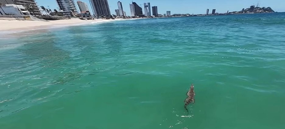 Restringen playas de Mazatlán por avistamiento de cocodrilo; mantienen operativo para capturarlo